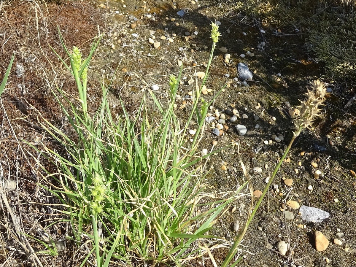 Cenchrus incertus (Poaceae)